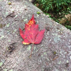 Meet your Posher, Ginger